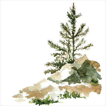 young pine trees and rocks drawing by watercolor, aquarelle sketch of wild nature, painting forest, hand drawn vector illustration