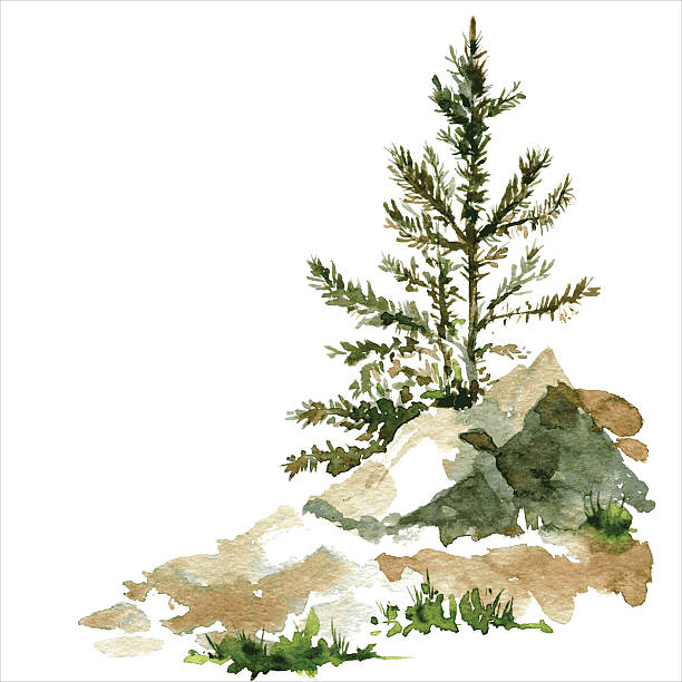 pine trees and rocks young pine trees and rocks drawing by watercolor, aquarelle sketch of wild nature, painting forest, hand drawn vector illustration watercolor nature stock illustrations