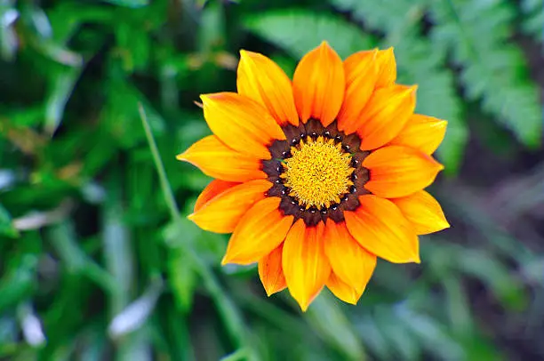 Orange Gazania flower close up background, shallow DOF and with copy space.