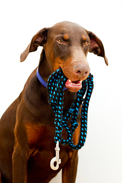 istock brown doberman pincher dog 475553845