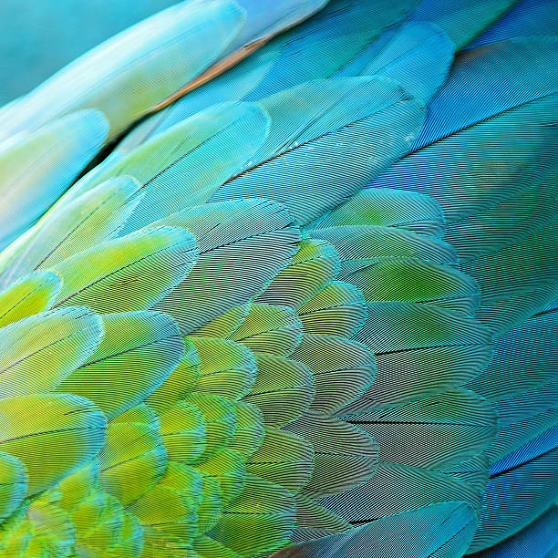 Harlequin Macaw feathers Colorful feathers, Harlequin Macaw feathers background texture parrot photos stock pictures, royalty-free photos & images