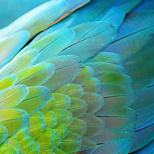 Photo of Harlequin Macaw feathers