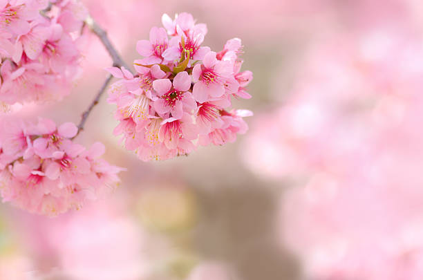 istock Spring cherry blossom pink flower for background usage 475555374