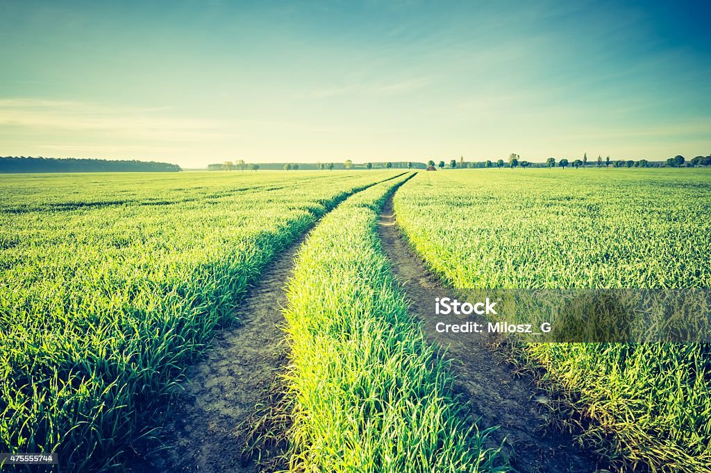 Vintage photo of idyllic sunrise over young cereal field. Vintage photo of beautiful springtime idyllic sunrise over young cereal field. Beautiful polish countryside. 2015 Stock Photo