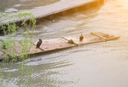 cormorants and bamboo raft
