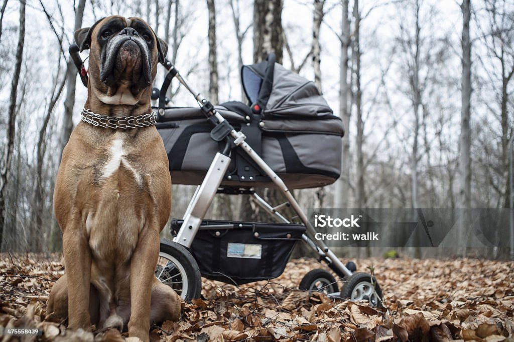 Boxer cão e Carrinho de Criança - Royalty-free Agente de segurança Foto de stock