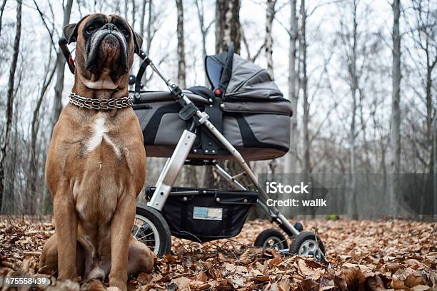 Boxer Cão E Carrinho De Criança - Fotografias de stock e mais imagens de Agente de segurança - Agente de segurança, Animal, Animal de Estimação