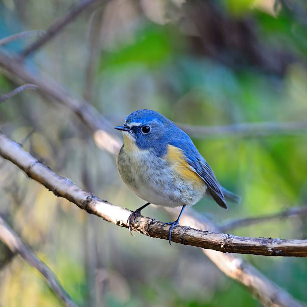 istock male Red-flanked Bluetail 475558535
