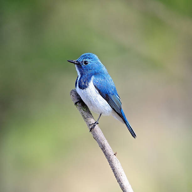 istock male Ultramarine Flycatcher 475558555