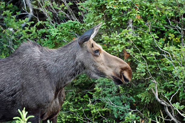 istock Female Moose, Cape Breton Highlands National Park 475558761