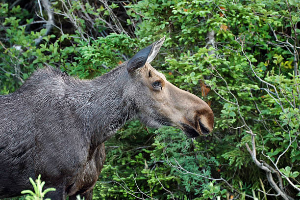 Female Moose, Cape Breton Highlands National Park stock photo