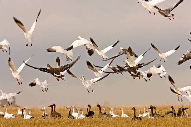 istock Snow geese in flight rural Saskatchewan 475558909