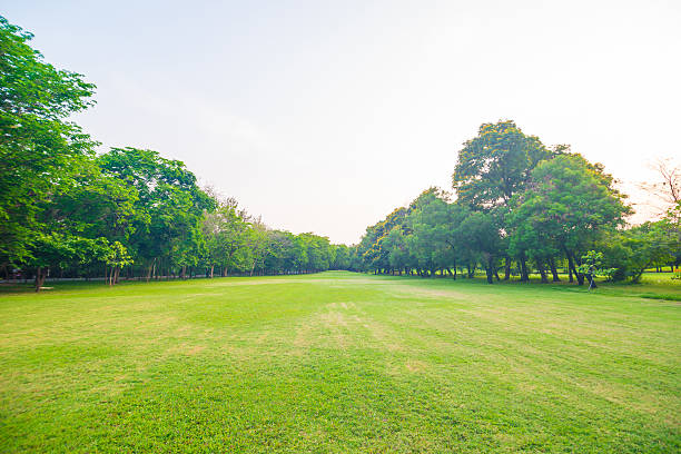 istock Beautiful green park at sunset , 475558928