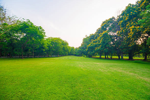 istock Beautiful green park at sunset , 475558930