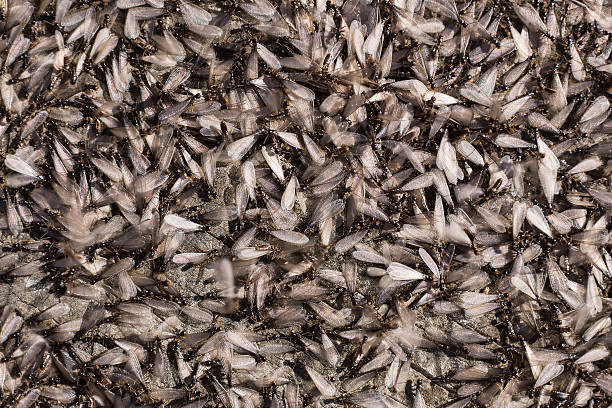 termites! - colony swarm of insects pest animal imagens e fotografias de stock
