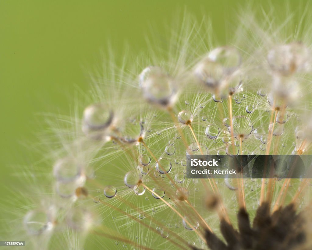 Dandelion and dew drops - Abstract Macro like alien landscape 2015 Stock Photo