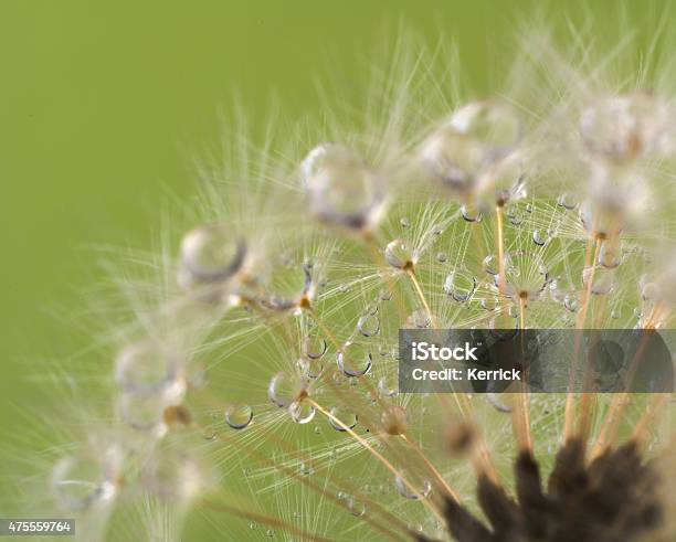 Dandelion And Dew Drops Abstract Macro Like Alien Landscape Stock Photo - Download Image Now