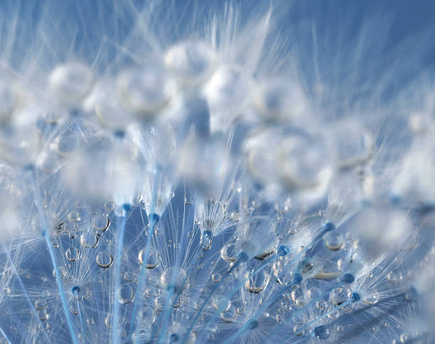istock Dandelion and dew drops - Abstract Macro like alien landscape 475559770
