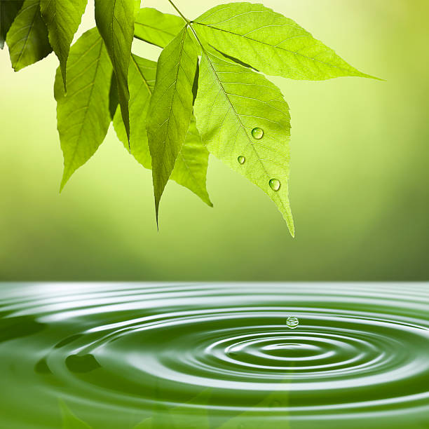 istock Fresh leaves above the water 475560014