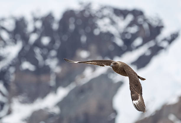 Skua on the lookout for penguin eggs or babies