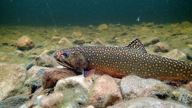Underwater photo of Brook Trout - Cape Breton, NS A Brook Trout caught on a dry fly in the North Aspy River, Cape Breton, Nova Scotia. brook trout stock pictures, royalty-free photos & images