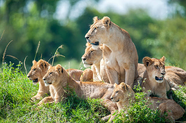 Lioness with cubs in the green plains of Masai Mara A moaning lioness (panthera leo) with her cubs is resting on a small hill. Shot in wildlife in the Masai Mara, Kenya. lioness stock pictures, royalty-free photos & images