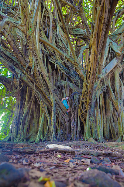Little girl and giant banyan tree Little girl climbing on a giant banyan tree in Hawaii beautiful multi colored tranquil scene enjoyment stock pictures, royalty-free photos & images