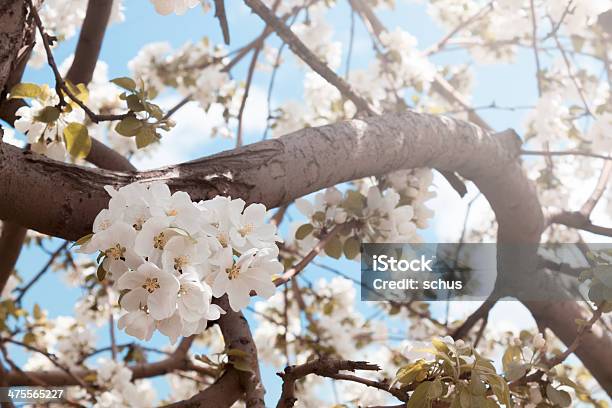 Blooming Apple Tree Stock Photo - Download Image Now - Apple Tree, Backgrounds, Beauty In Nature