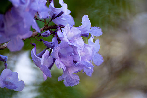 jacaranda flower tree isolated - cher 個照片及圖片檔