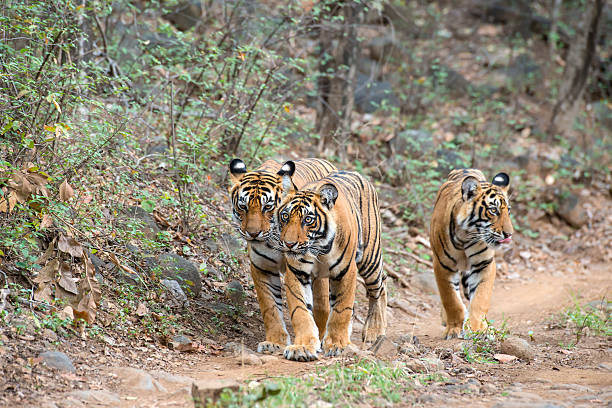 istock Bengal tigers (Panthera tigris tigris) in Ranthambhore National Park 475566016