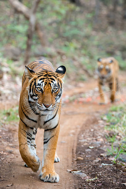 A tigeress with her juvenile cub (Bengal tigers, also called \