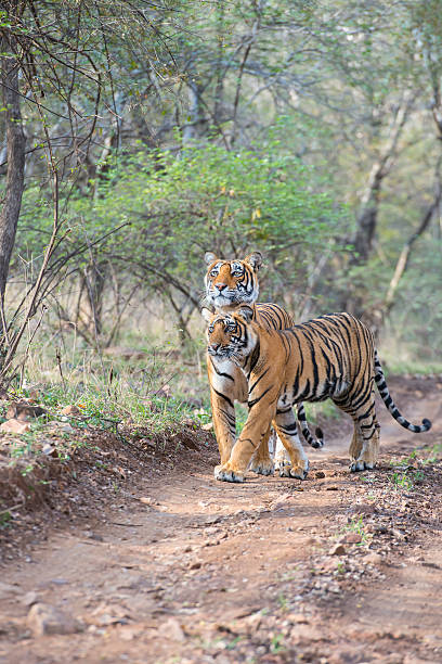 istock Bengal tigers (Panthera tigris tigris) in Ranthambhore National Park 475566020