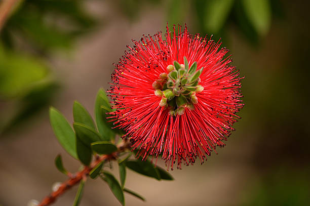 istock exotic red blossoming bush branch-Callistemon 475566982