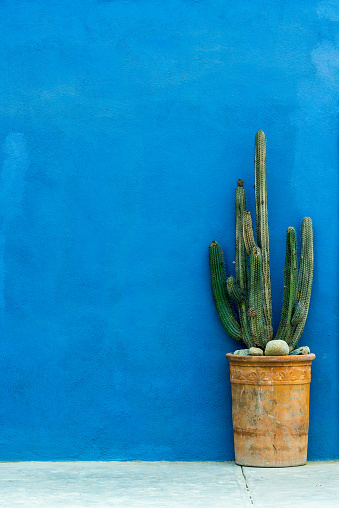 Vertical image of a green cactus plant in a orange ceramic pot against a blue textured wall on the street in Mexico. This is a minimal style image with lots of copy space on the left side of the cactus plant.