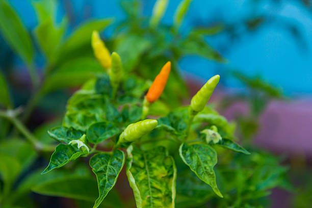 istock Orange and green hot chili peppers on a tree 475569762