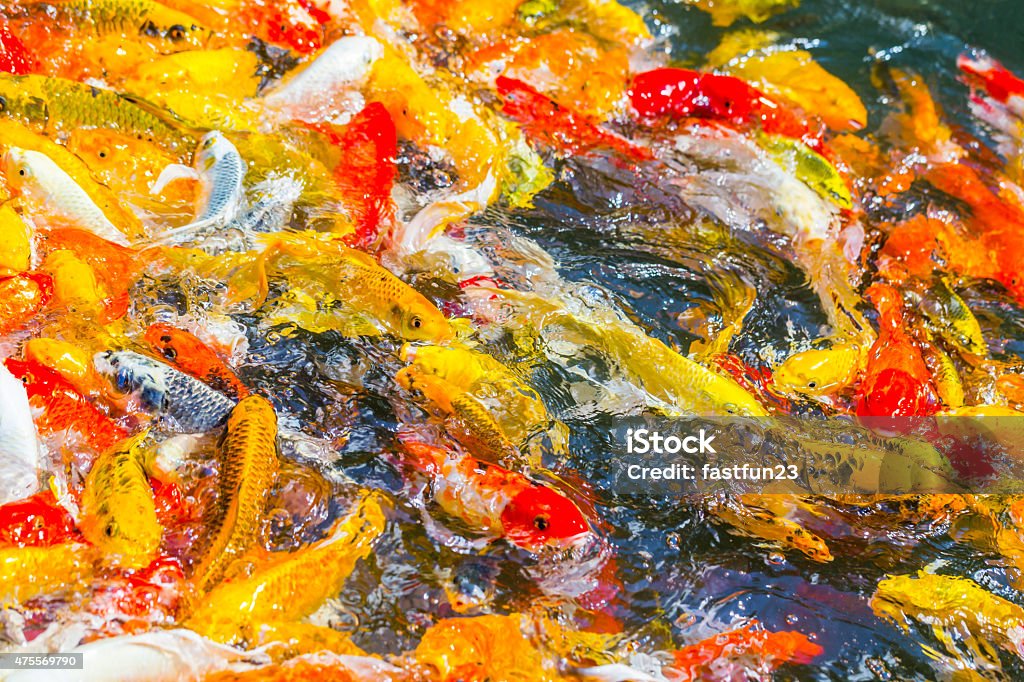 Koi Fish swimming beautiful color Koi Fish swimming beautiful color variations natural organic 2015 Stock Photo