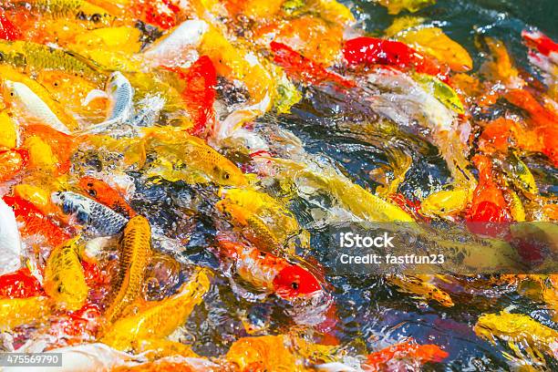 Koi Fish Swimming Beautiful Color Stock Photo - Download Image Now - 2015, Animal, Animal Wildlife