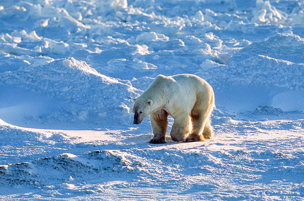 istock One Wild Polar Bear Walking on Snowy Hudson Bay Shore 475569792