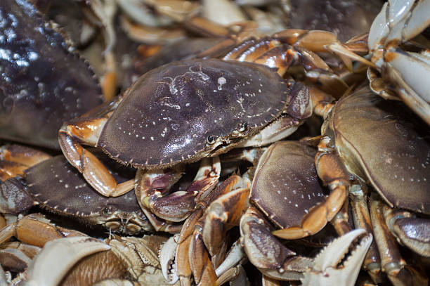 istock Live Dungeness Crabs in Shipping Container 475569808