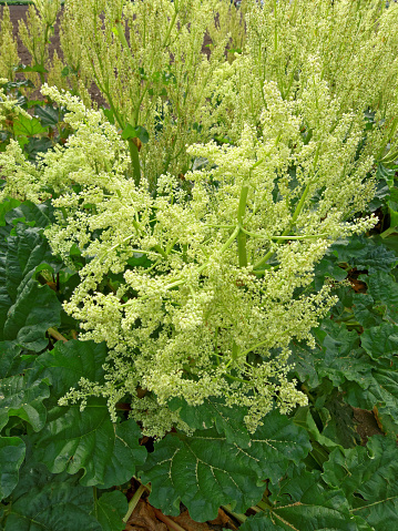 American Cow parsnip (Heracleum maximum)  is also known as  Satan celery, Indian celery, Indian rhubarb or pushki. Native to North America.