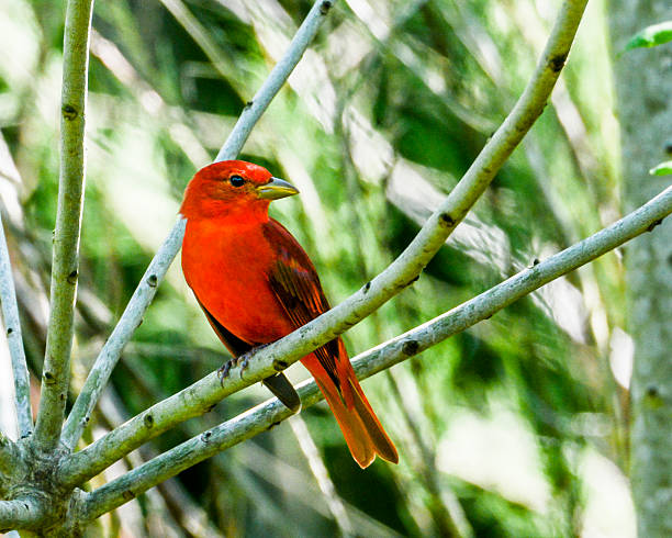 istock Beautiful Male Red Summer Tanager Perched On Branch 475570166