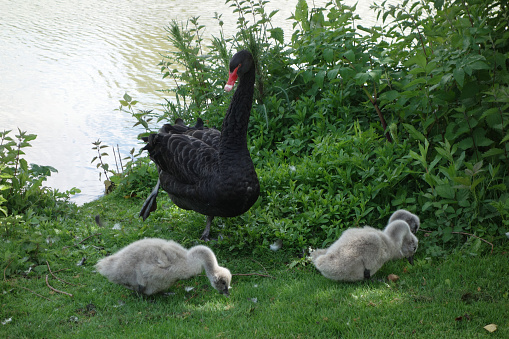 Black swan with three signets by a pond
