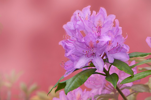 rhododendron pink on a pink background (greeting kard)