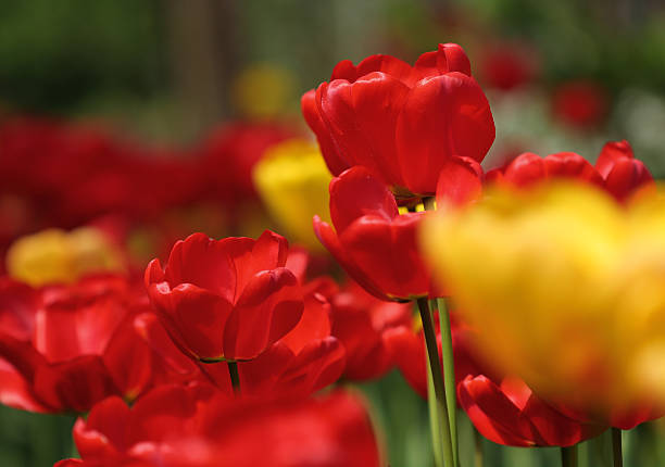 istock Spring flower of orange tulip, variety Lambada on blurred backgr 475570924