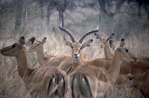 Thompson's Male Gazelle and his harem Akagera National Park Rwanda Central Africa