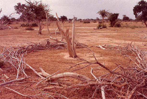 Deforestation and Desertification Great Sahelian Drought Burkina Faso West Africa Deforestation and Desertification during the Great Sahelian Drought of the mid-1970s in northern Burkina Faso the Sahel West Africa showing where herders cut down trees and shrubs in attempts to feed dying cattle for lack of forage sahel stock pictures, royalty-free photos & images