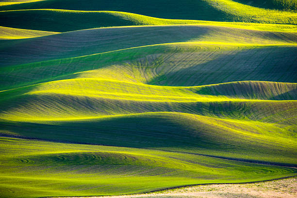 istock Beautiful Wheat Field at sunset 475571860