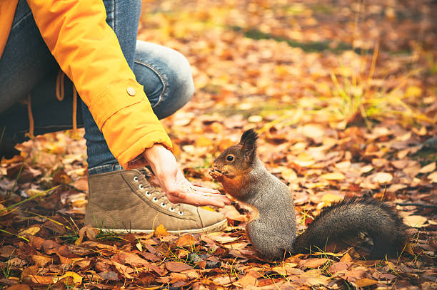 Squirrel eating nuts from woman hand and autumn leaves on background wild nature animal thematic (Sciurus vulgaris, rodent)