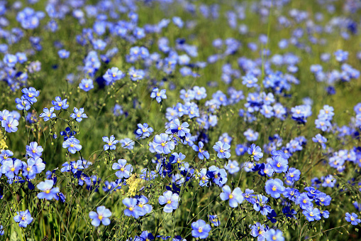 Field of beautiful delicate wild blue flax.  Used in Alternative Medicine.