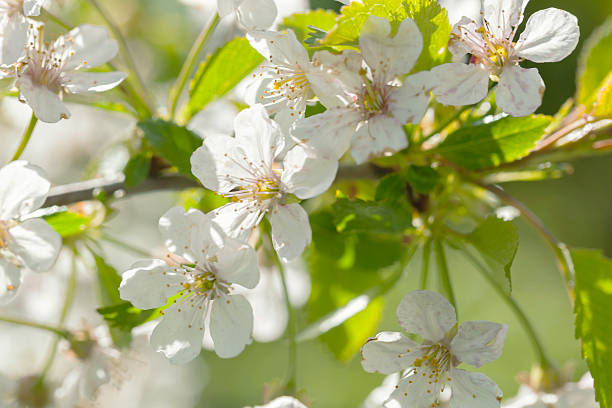 istock Apple tree in blossom against sunny background. 475572130
